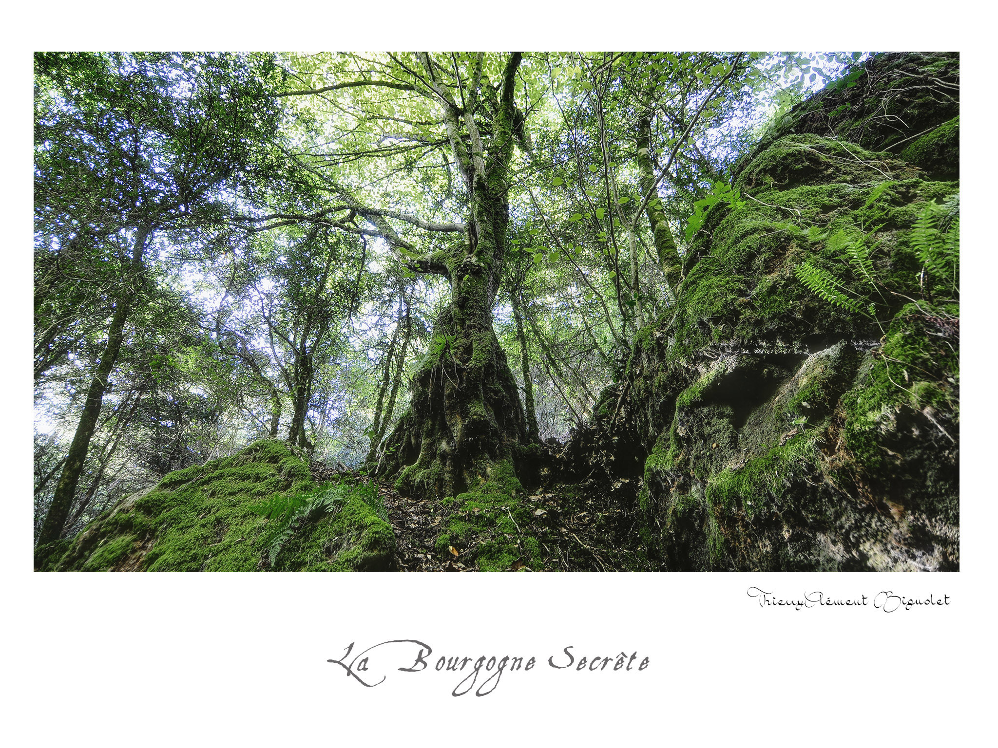 023 BOURGOGNE2016 20481